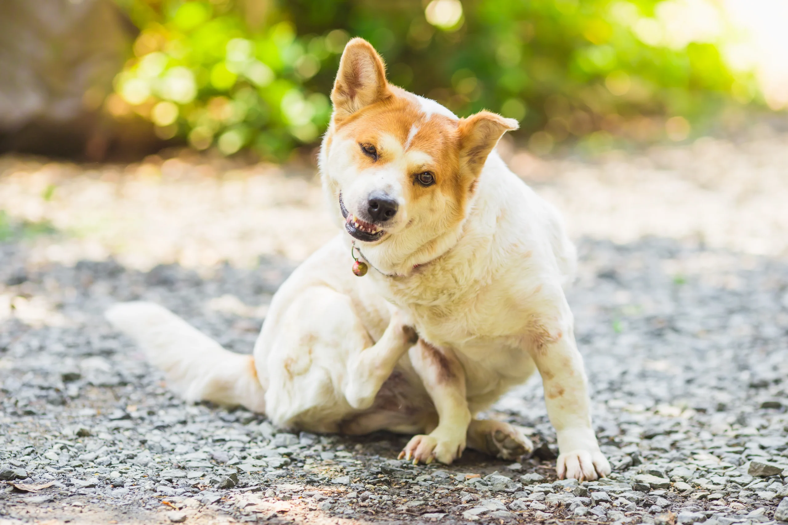 A Natural Approach to Managing Canine Allergies