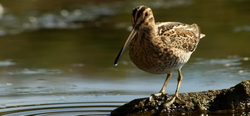 A Guided 5-Hour Tour in Sweden to Witness the Great Snipe's Lek7